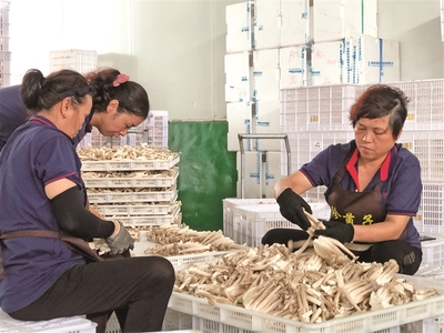 寧德古田菌菇飄香采摘忙，食用農產品點亮山鄉致富路